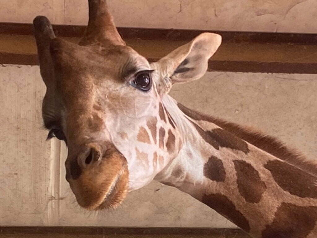 League City, TX 4 Garage Door Repair Houston TX