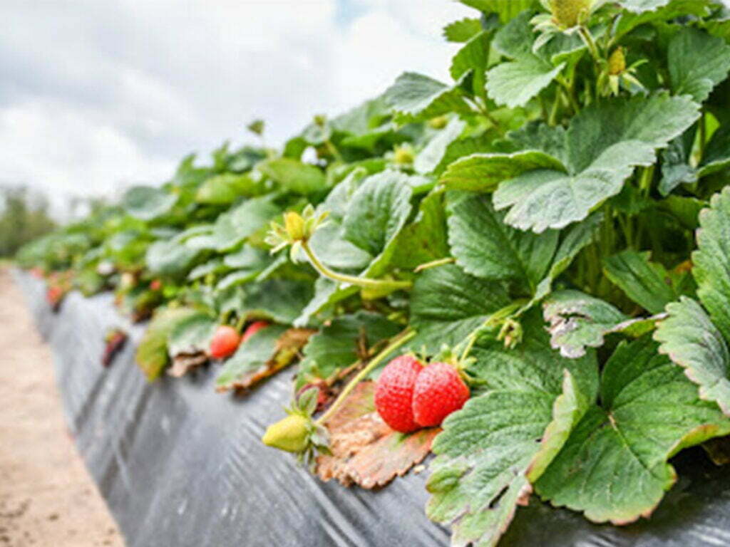 League City, TX 5 Garage Door Repair Houston TX